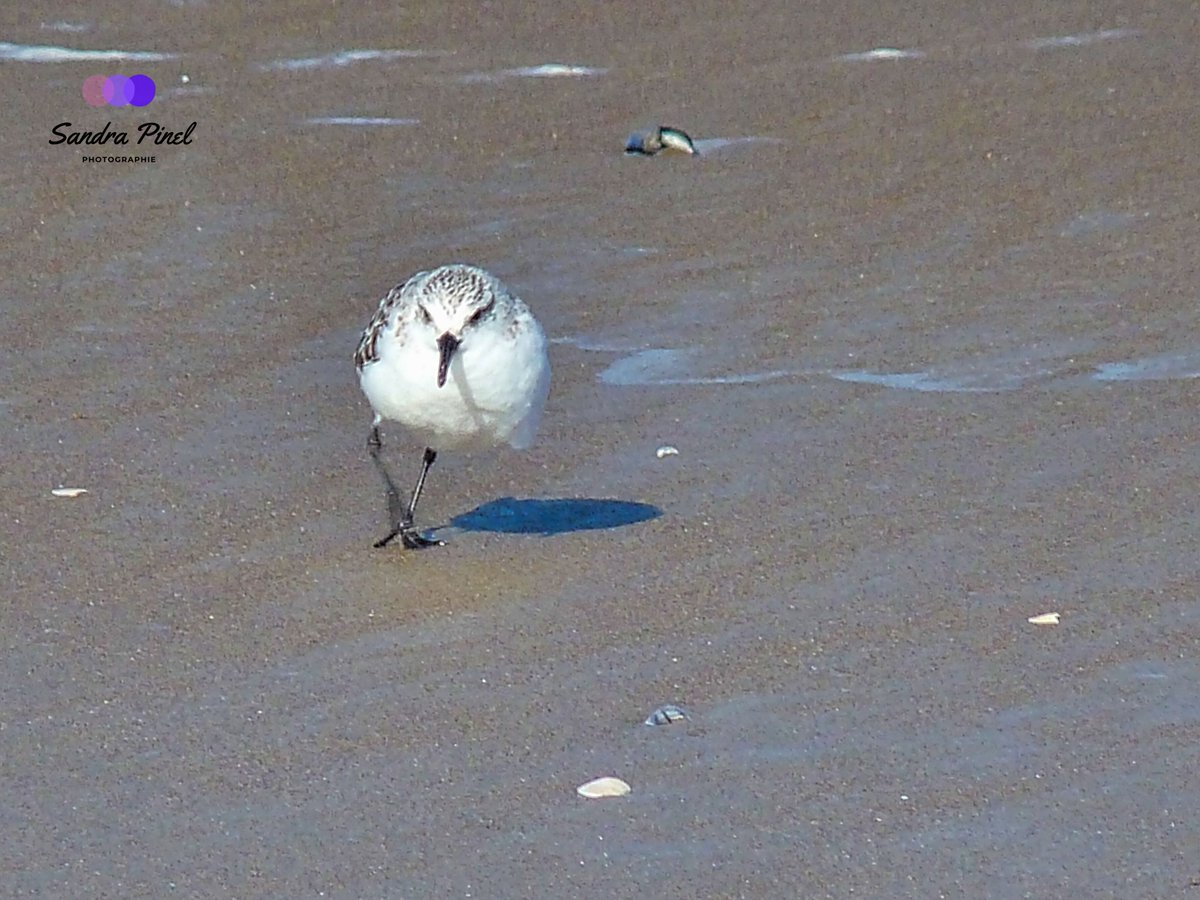 Sandra_Pinel's tweet photo. Fend la bise !
#photographie #oiseau #oiseaucotier #bécasseausanderling https://t.co/6Z5GENRWox