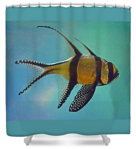 SandiOPhoto's tweet photo. Sandi OReilly @sandioreilly 
Cardinal Fish - Available Here: https://t.co/o7JHztXGHW

#cardinalfish ##disc #shaped #silver #black #striped #freshwater #saltwater #peaceful #AYearForArt #BuyIntoArt #ArtMatters See more #art #prints &amp; #products here: https://t.co/LpGe6qQaCR https://t.co/OAuK3O8EdS