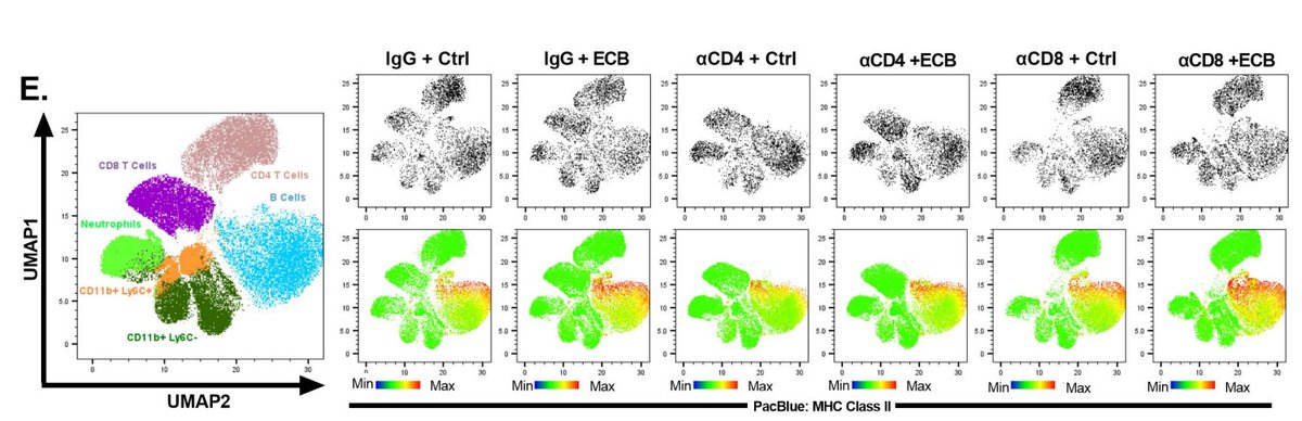 CIR_AACR's tweet photo. Extended half-life-IL-2 and anti-PD-1 treat murine GBM model— by @ZachariahTritz, @DrAaronJJohnson et al.
https://t.co/bhKVAdiozW
@KAyasoufi @wolf_delaney @courtney_malo @benhimesMD @Cori_Fain @EmmaGoddery @IanParneyMDPhD @RVilePhD https://t.co/J0a17K7pFb