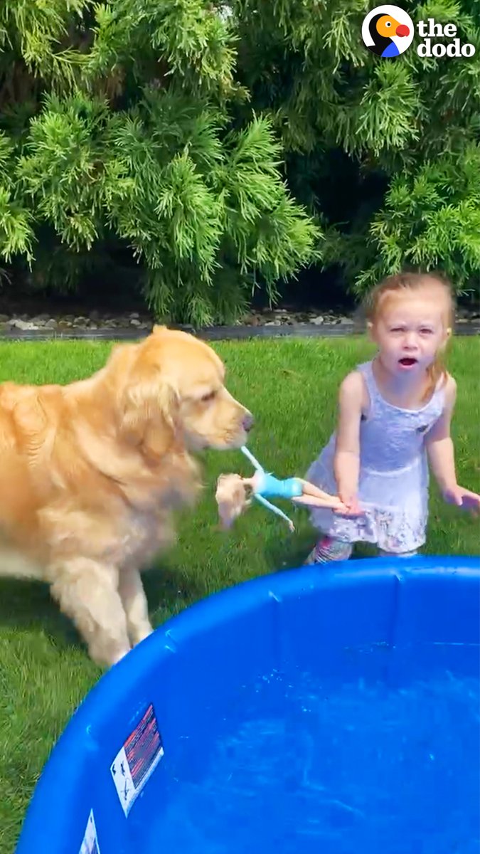 The Dodo on Twitter "Golden retriever wakes his sisters up every