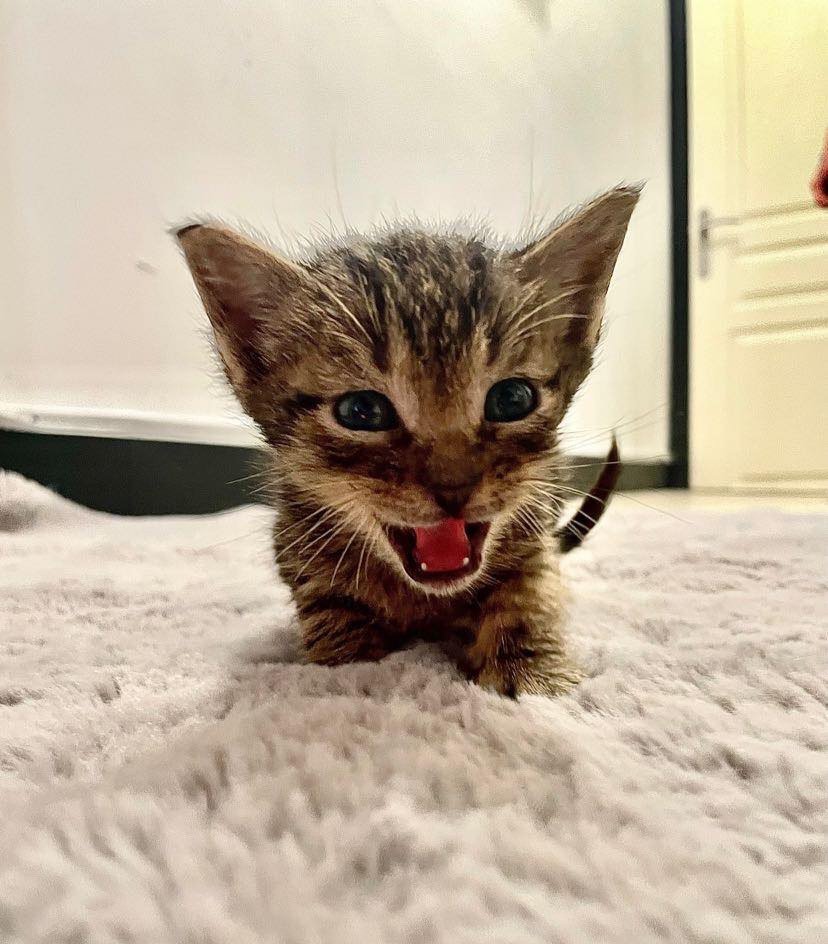 Association L'ArbraChats tweet media