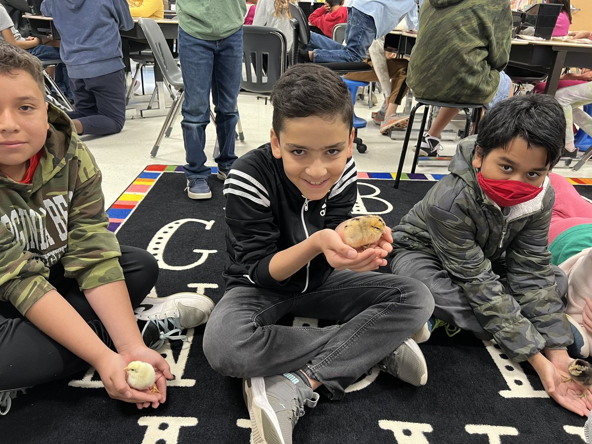 Nothing better than hanging with our reading buddies & their chicks! @MrsTeetsDIS @Discovery_elem