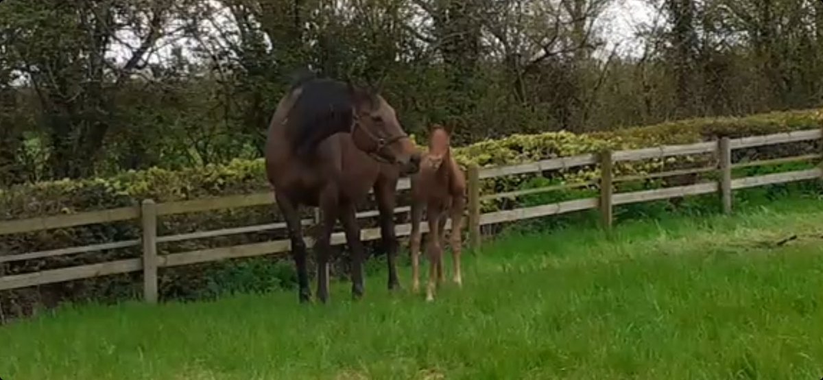 Linda_Blackford's tweet photo. Second Day in the big wide world #Gentlewave @YortonFarm /Morning Moon lovely Fiĺly https://t.co/GK587jWqNK