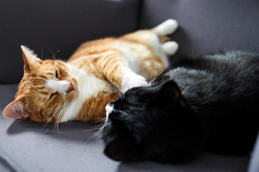 Kaimelia as cats #kaimelia #kaimeliaascats