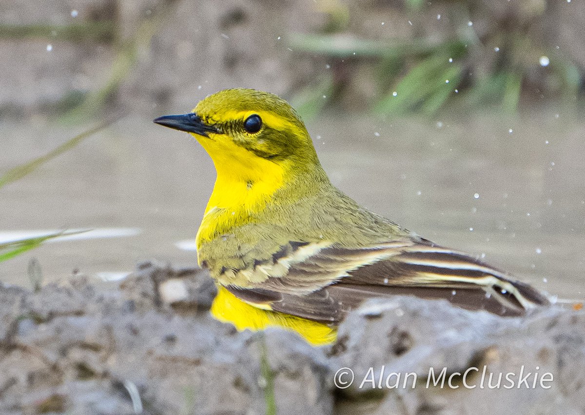 #YellowWagtail bathing #birdphotography #birdwatching #birds #BirdsSeenIn2023 #ThePhotoHour @rawbirds @Natures_Voice #wiltsbirds
@SonyAlphaShots #sonyA1 
@BBCCountryfile