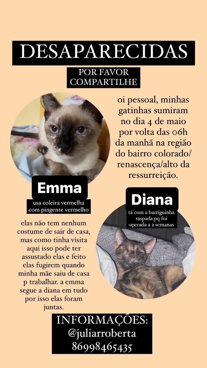normalqpeople's tweet photo. GALERA DE TERESINA elas ainda não foram encontradas. falei com alguns vizinhos e ngm viu nenhum gatinho atropelado ou filhote andando. procurei até de madrugada e chamei acho q todos os gatos da rua com a ração MAS nenhum era elas. ACHO que elas estão com alguém RT AMIGO PF 🙏🏽🙏🏽 https://t.co/l7rO7qAM2I