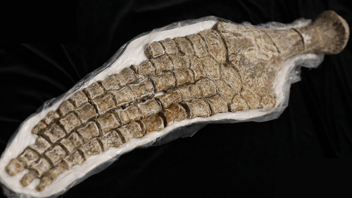 MuseumRockies's tweet photo. Happy #FossilFriday! This is the flipper of a short-necked #plesiosaur called a #polycotylid (#MOR6689) from the #Cretaceous #Bearpaw Shale of #Montana. Similar to today’s marine mammals, like #dolphins &amp; #whales, the ancestors of this marine #reptile lived on land. https://t.co/uRPuHdpI2x