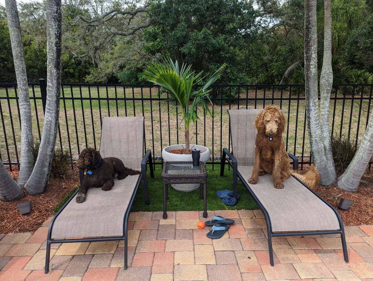 These dogs are living the high life. 🐶🌴☀️