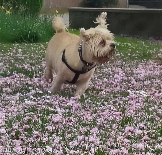 My boy Fluke looks like a pup but he’s 12 years old loving life and freedom from the harness and lead ❤️❤️❤️❤️