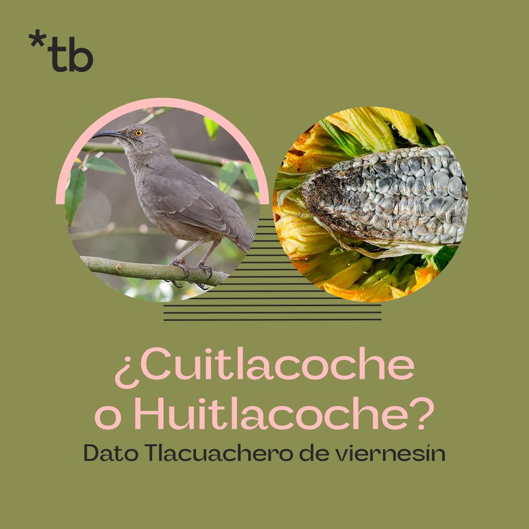 TlacuacheBlue's tweet photo. Dato innecesario de viernes que nadie nos preguntó. ✨ https://t.co/1gaBQWBseH
