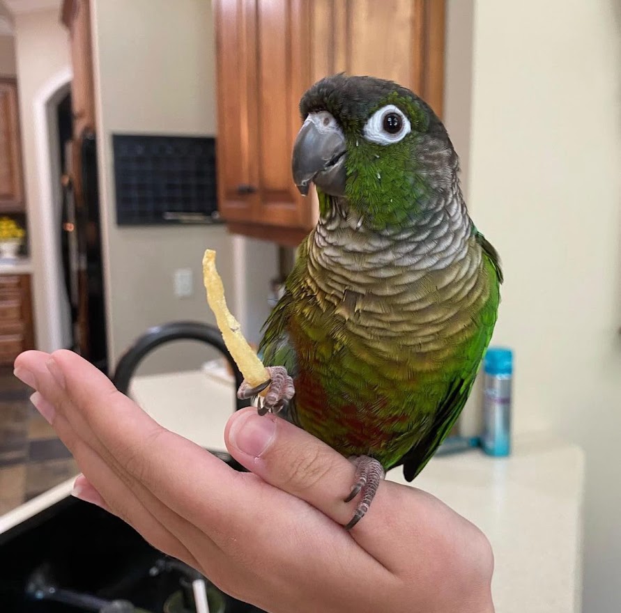 HardingULibrary's tweet photo. Our final #HUDogTherapy of the week is not a dog. It's a french fry-loving green-cheeked conure named Buzz! Thank you to Reed and everyone who shared their perfect pets with us this week. It's been a blast! https://t.co/JrOGu7Vc0w