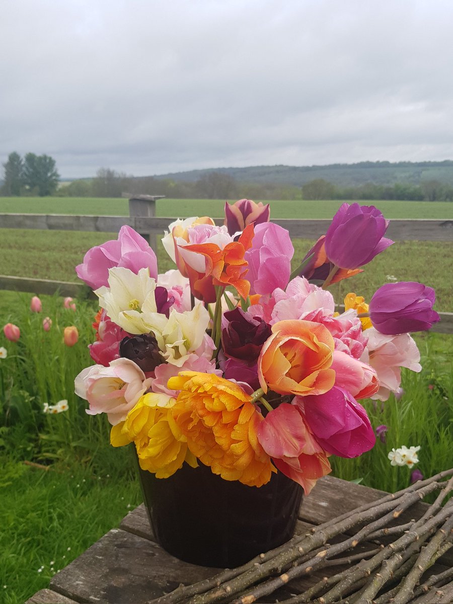 bloominplants's tweet photo. Can't resist a bucket of tulips for the bank holiday #gardenersworld #GardeningTwitter #fridayflowers https://t.co/FQiY2dRwzM