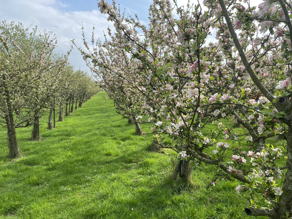 Coton View 🍃💚🍃 tweet media