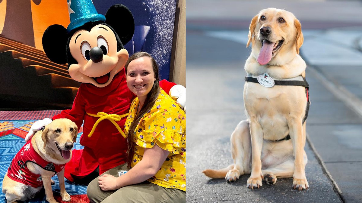 DisneyParks's tweet photo. Meet Walt Disney Imagineering intern Jacklyn &amp; her right-hand pup, Noodle! 🐾 Not only is Noodle Jacklyn’s service dog, but she's the first canine Imagineer in the United States! See how she quickly stole the hearts of all our cast members: https://t.co/9DUlypeONi #DisneyCastLife https://t.co/VUZzuAtOyM