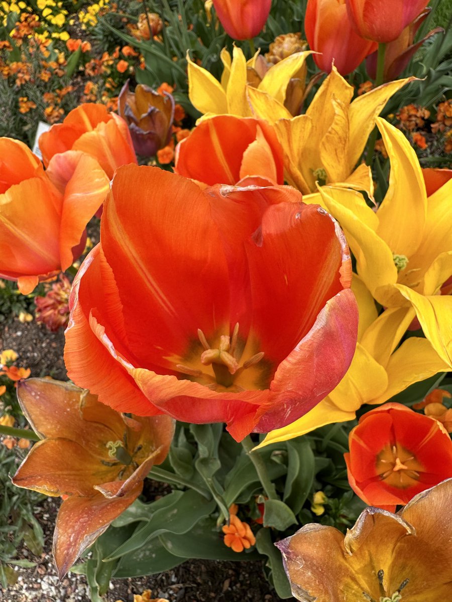 KalleHD's tweet photo. Nach einem #tulpenmeer #neomore und der #beschwerdechor im Pavillon der #mrtrolpolregion zum #protesttag der Menschen mit Behinderungen 👍 https://t.co/MEfmDLEYN5