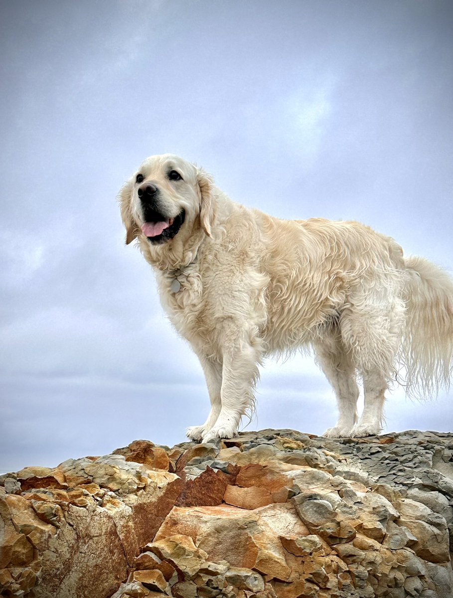 BarleyGoldenboy's tweet image. I am the King!! #pnw #goldenretriever #beachboy