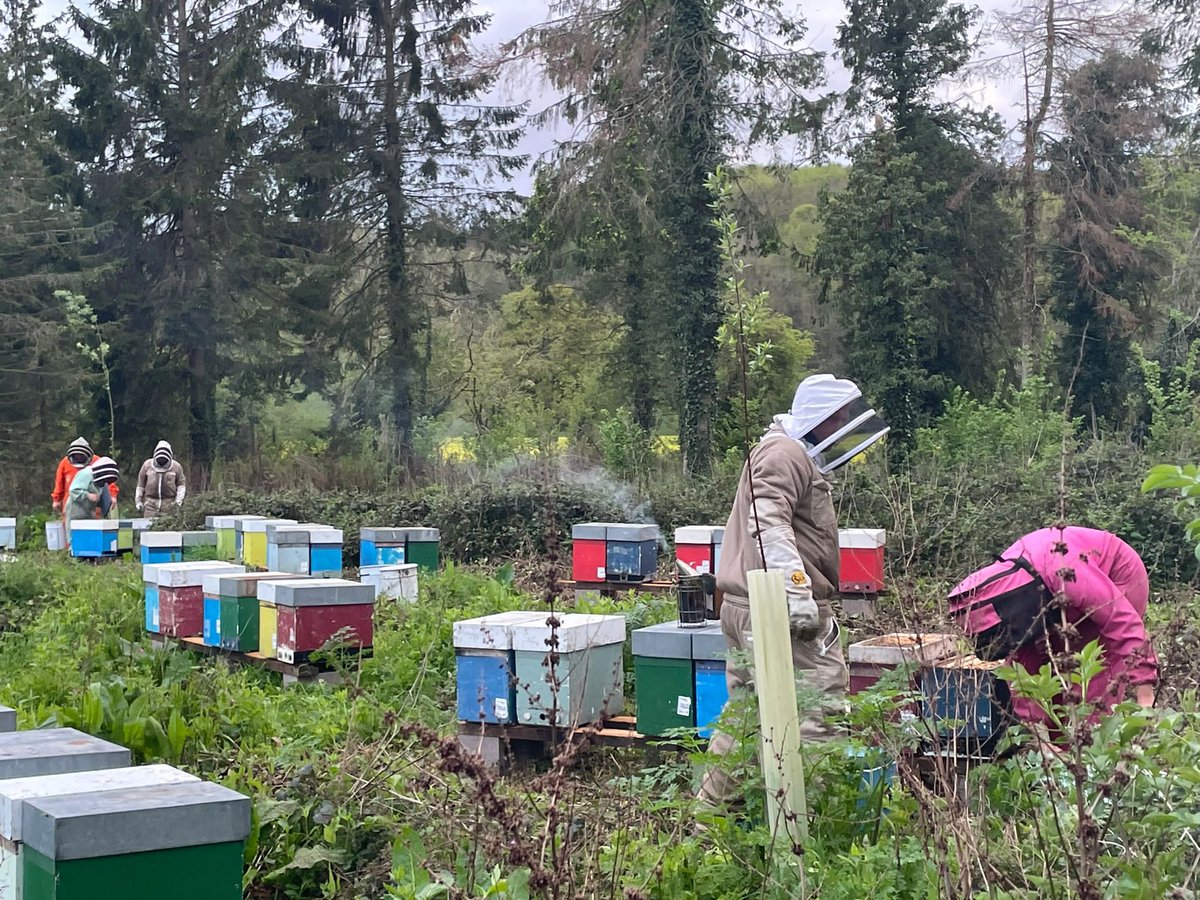 Border_Honey's tweet photo. This year the team @wainwrightshoney are introducing a large number of our queen cells to head up new families of bees in their nursery sites
#queencells #beefamily #beefarmer #buckfastqueen #bfa #honeybee https://t.co/ylZ6KcGZVx
