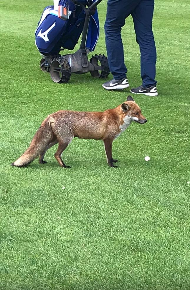 Great day out ⁦<a href="/didsburygc/">Didsbury Golf Club</a>⁩ for ⁦⁦<a href="/pikefoldgc/">Pike Fold Golf Club</a>⁩ ⁦<a href="/pikefoldcaptain/">Mr Captain</a>⁩ for winter league day out. Ft Basil with a Srixon 3 blue dots