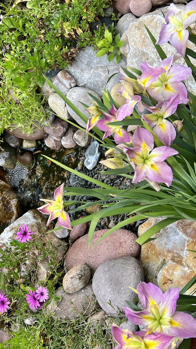caryn_maroni's tweet photo. Still overcast & rainy in #SanDiego my #PondIris are prolific 😵💫🤯 But I yearn for the sunshine ☀️ https://t.co/uUTgj9UcaL