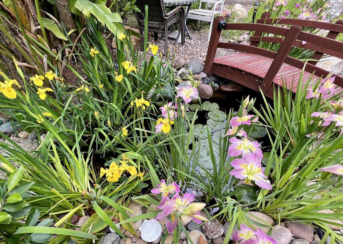 caryn_maroni's tweet photo. Still overcast & rainy in #SanDiego my #PondIris are prolific 😵💫🤯 But I yearn for the sunshine ☀️ https://t.co/uUTgj9UcaL