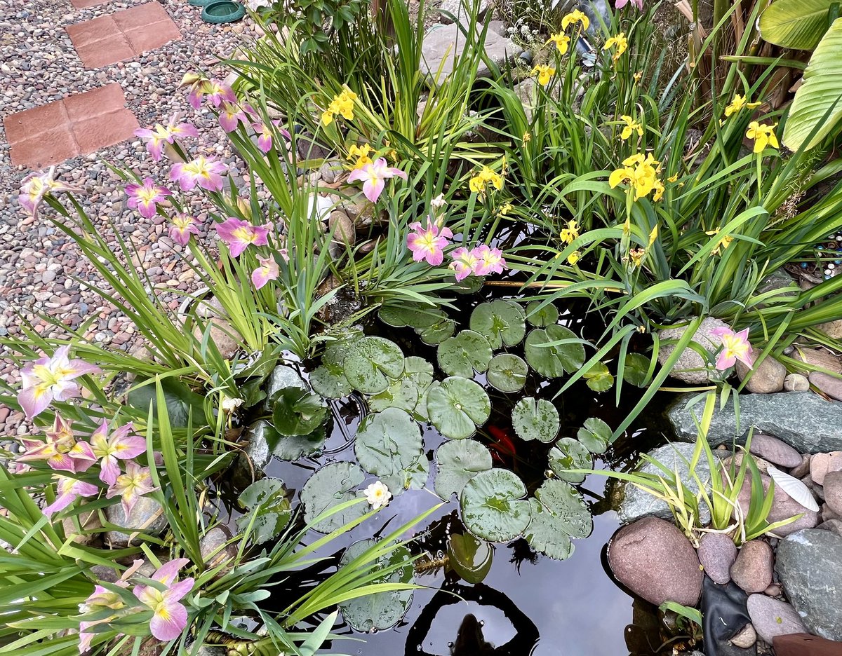 caryn_maroni's tweet photo. Still overcast & rainy in #SanDiego my #PondIris are prolific 😵💫🤯 But I yearn for the sunshine ☀️ https://t.co/uUTgj9UcaL