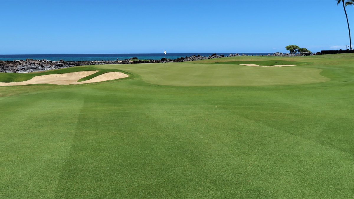 Seashore paspalum has been a savior for courses in Hawaii. Recently, the 36-hole Hualālai Resort made the switch from bermudagrass to paspalum, resulting in a far superior golf experience ➡️bit.ly/3LXxEUj
