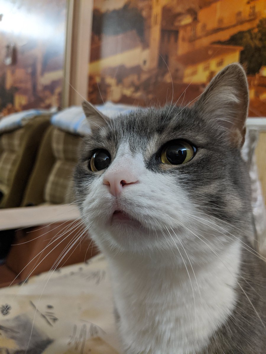 SaundraDrucill6's tweet photo. i love my cat Silver https://t.co/mSvZOMCiQN