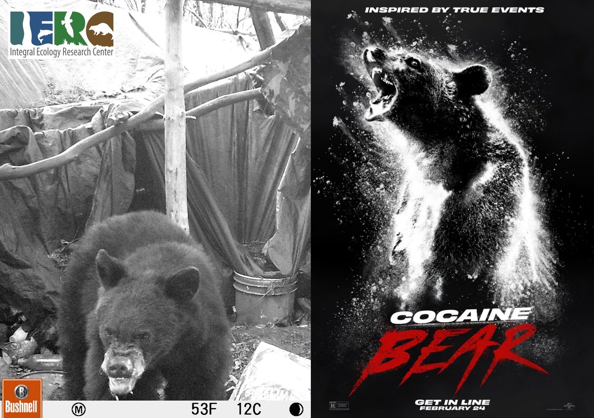Vitek Jirinec (@vitekjirinec) on Twitter photo Post from our organization at facebook.com/IERCeco/. This is the real #cocainebear Post from our organization at facebook.com/IERCeco/. This is the real #cocainebear