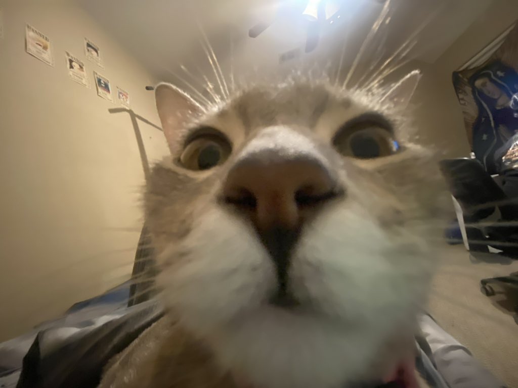 Lilbasterd_'s tweet photo. I love my cat https://t.co/d1EJafBjif