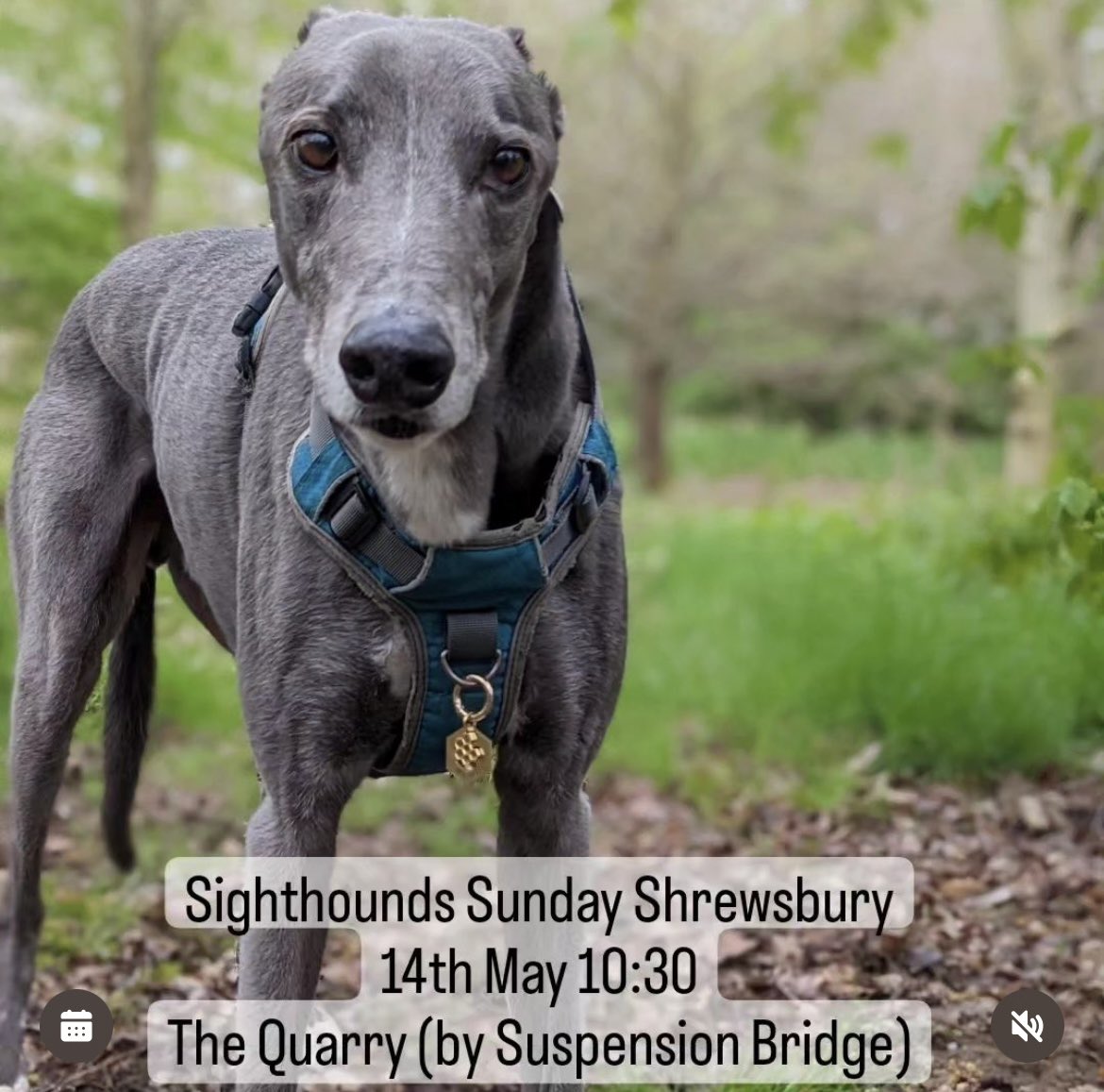 hectorsgrescue's tweet photo. It’s great to have a sighthound catch up ♥️🐾 link to book https://t.co/t8MCzHVph2 #Greyhound #walking #Shrewsbury #lurchers #longdogs #makefriends https://t.co/BefS59xEhT
