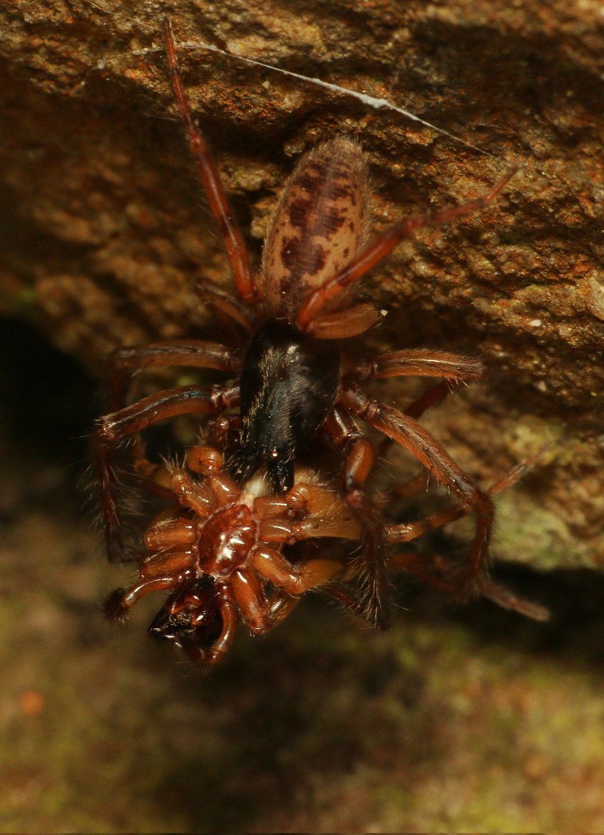 It's that time of year again. The mating of Segestria senoculata. @BritishSpiders