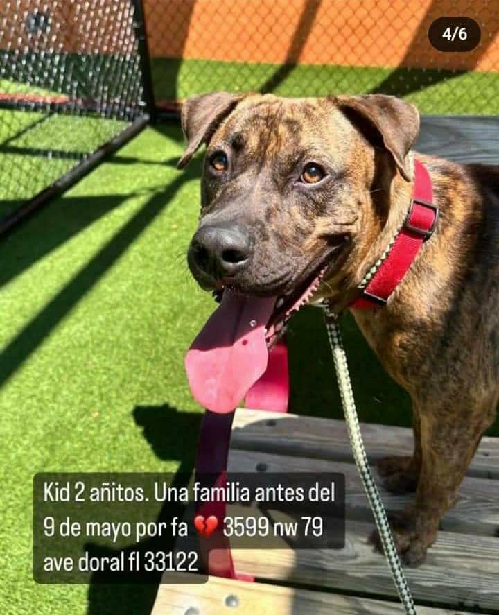 Estos perritos serán sacrificados en un albergue por falta de espacio. Antes del día 9 todos ellos necesitan encontrar familia. Si vives en Miami o tienes familia, amigos allí, por favor, comparte la información para que llegue a más personas. Todos gozan de salud😥💔🙏🏻