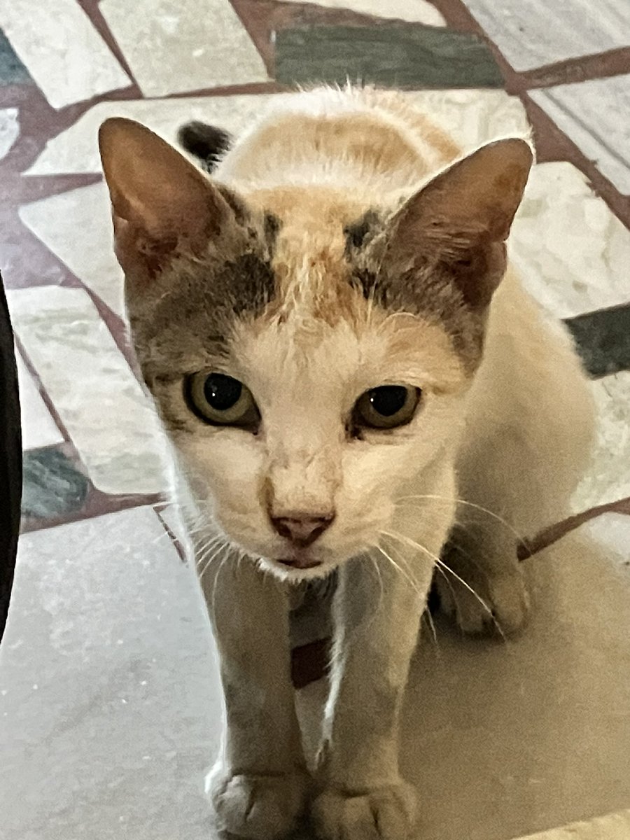 pokiseok's tweet photo. okay, meet porki, she is a stray cat, she comes everyday, in the afternoon, for food, she loves when i take pictures of her and even poses for me, she recently gave birth to 6 kittens and she is very moody i love her https://t.co/05dk7rjkkE