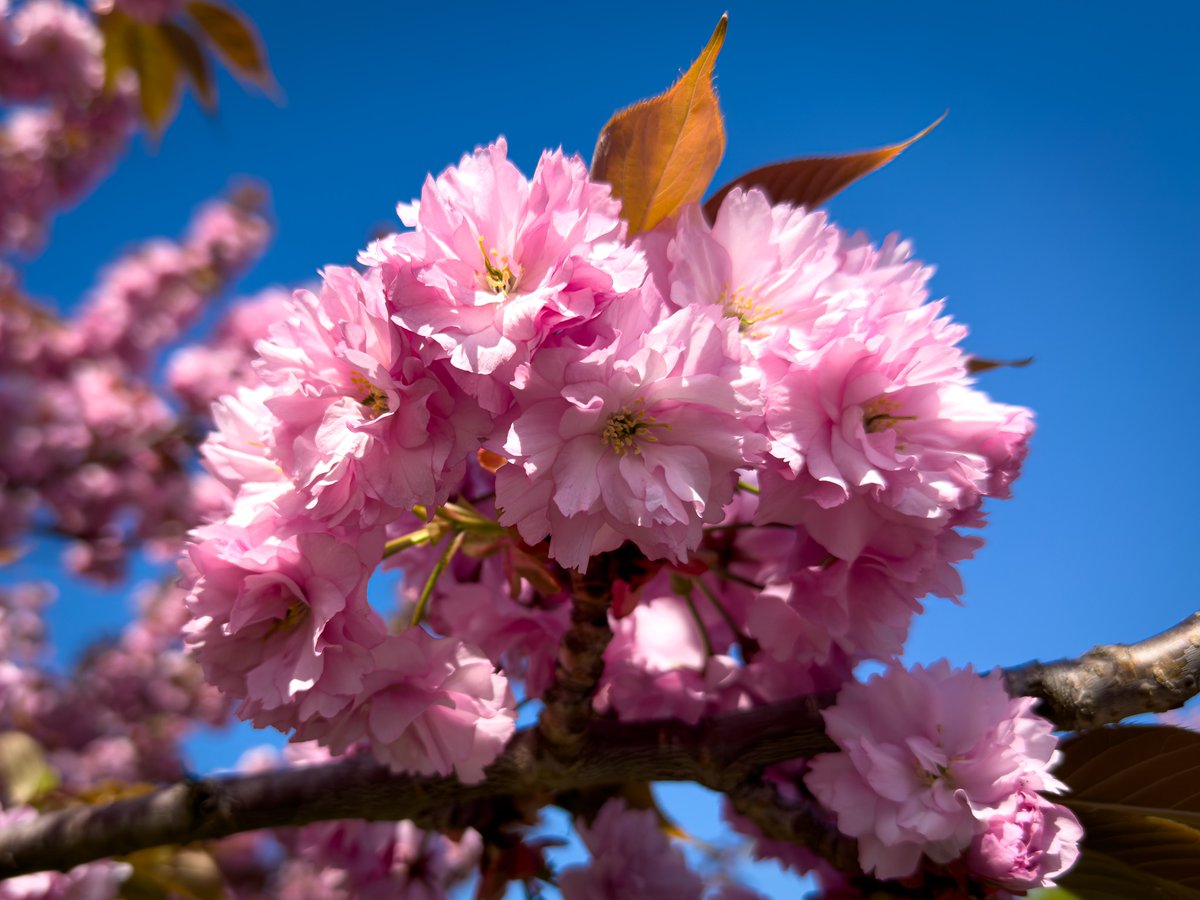 Tim Ventura on Twitter "Cherry Blossoms My photos of spring Japanese