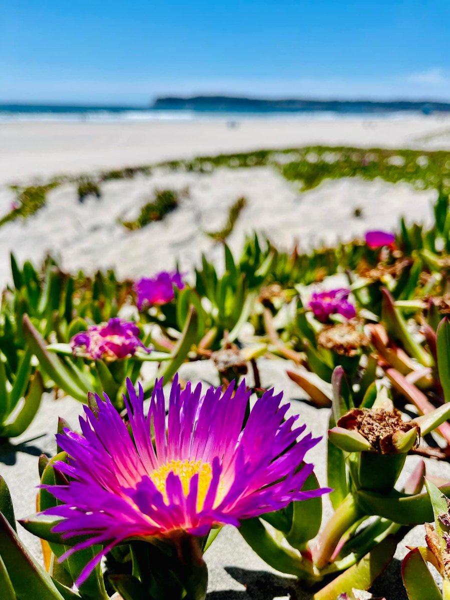 Those pesky rain showers in April are paying off on Coronado Beach! Photo by Bonnie McGregor. #flowers #beach #coronado #coast #pacific #coronadoisland #coronadobeach #plants #iceplant #sandiego #aprilshowers #mayflowers