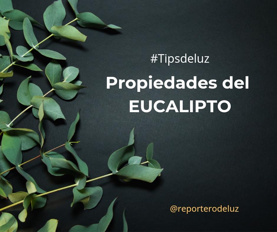 Reporterodeluz's tweet photo. Las vainas verdes de este árbol colgadas alrededor del cuello ayudan a aliviar los resfriados y dolores de garganta.

Y no olviden al hacer esto intencionar todo al arcángel Rafael que es el que nos apoya con los temas de salud. 
#tipsdeluz #eucalipto #espiritualidad #buenavibra https://t.co/hjAUDzfu5E