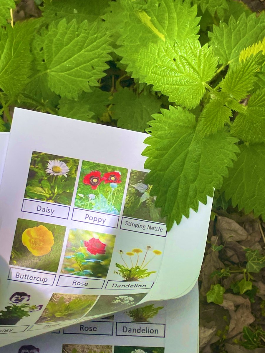 Y1 HighStPrimary tweet media