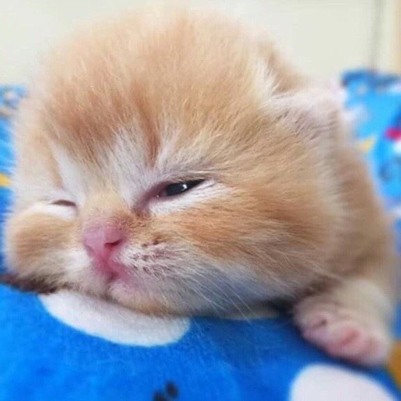 humsoapy tweet picture