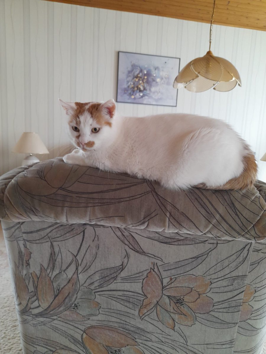 Heute vor 5 Jahren, kam unser Kater zu uns. Einer der schönsten Tage meines Lebens. Wenn es hart auf hart kommt, wird er uns am Dienstag für immer verlassen. Ich hoffe sehr, dass die Blutwerte am Dienstag in Ordnung sind. Ich genieße, die Tage mit ihm. 🥰