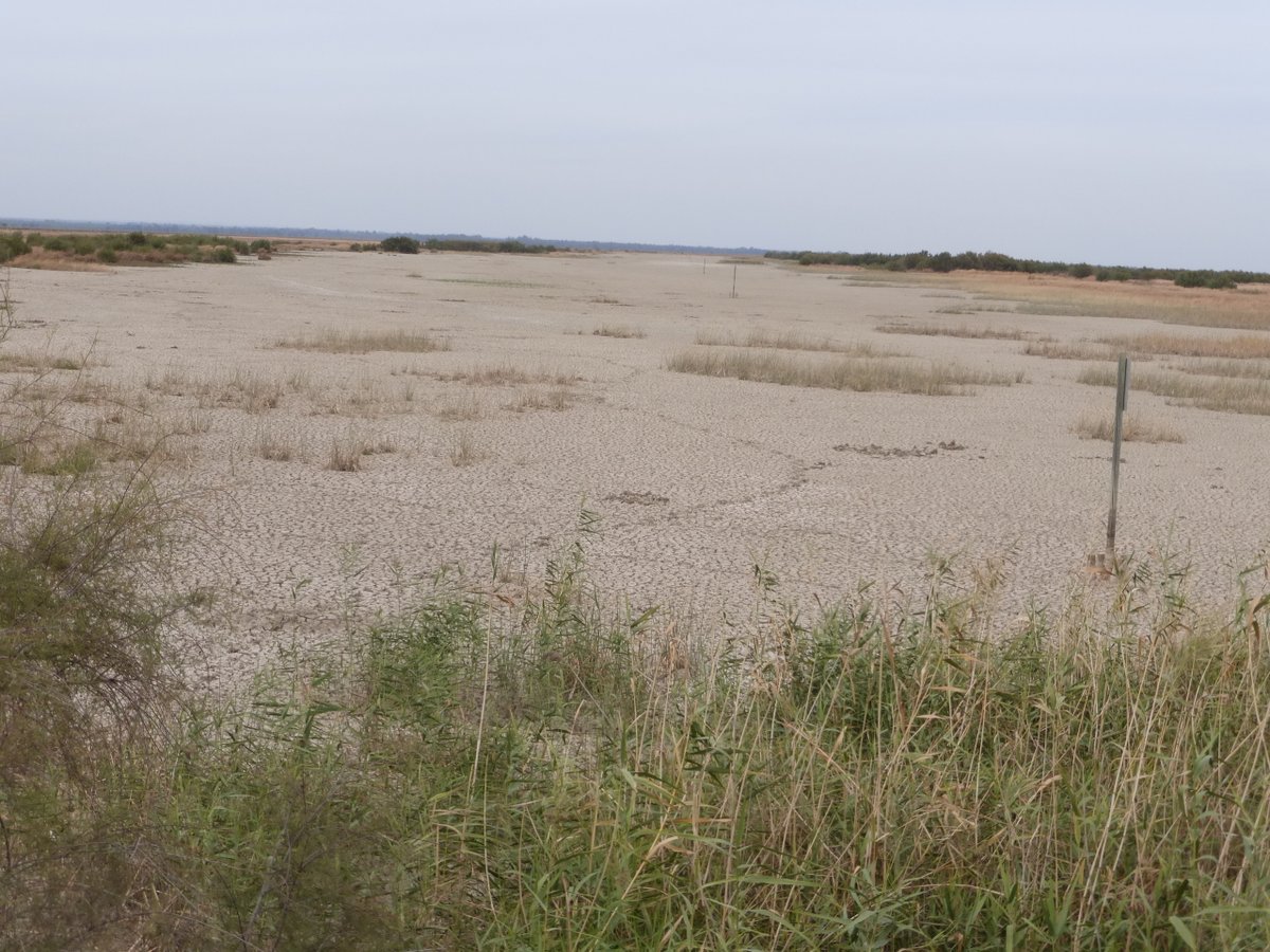 MANIFEST FÜR DAS WASSER VON DOÑANA 2023 <a href="/SalvemosDonana/">SalvemosDoñana</a> Wir bitten Sie, sich uns anzuschließen und unsere Bemühungen zu unterstützen, um die Legalisierung aller Betriebe zu verhindern, die illegal #Wasser entnehmen und die Abholzung in #Doñana fördern.👉🖊️salvemosdoñana.es/deutsch-2023/