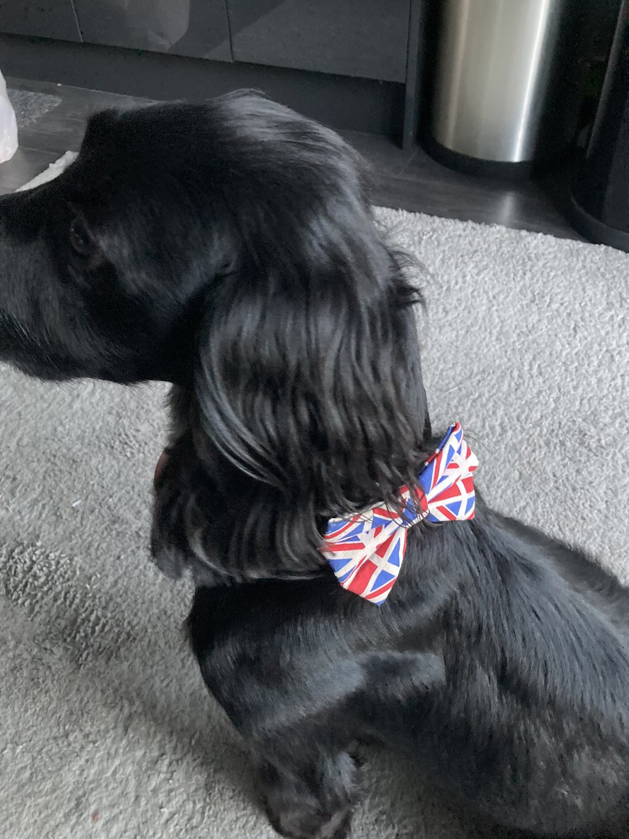 MichelleLou2010's tweet photo. Chase is ready 👑🇬🇧👏🤩 #rescuedspaniel https://t.co/uVx0isiT9C