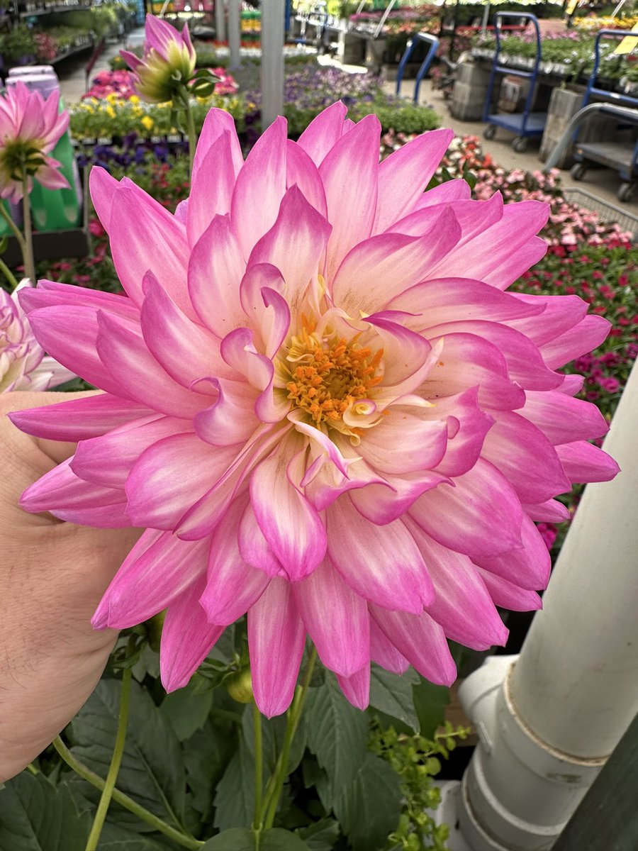 The sun came out for some fun this afternoon in Warren, Pa. It has been cold but we are ready for PLANTS and the SUN! <a href="/Lowes/">Lowe's</a> <a href="/BlueTeam_R21/">Lowe’s Region 21</a> @AlexStempovschi <a href="/KylerAtLowes/">KylerAtLowes</a> <a href="/charlesatlowes/">charlesatlowes</a> <a href="/MonroviaPlants/">Monrovia</a>