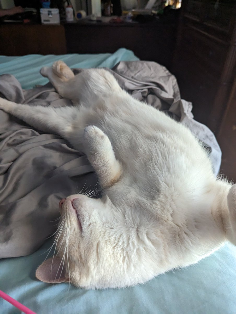 latkitten's tweet image. Belly up🆙⤴️