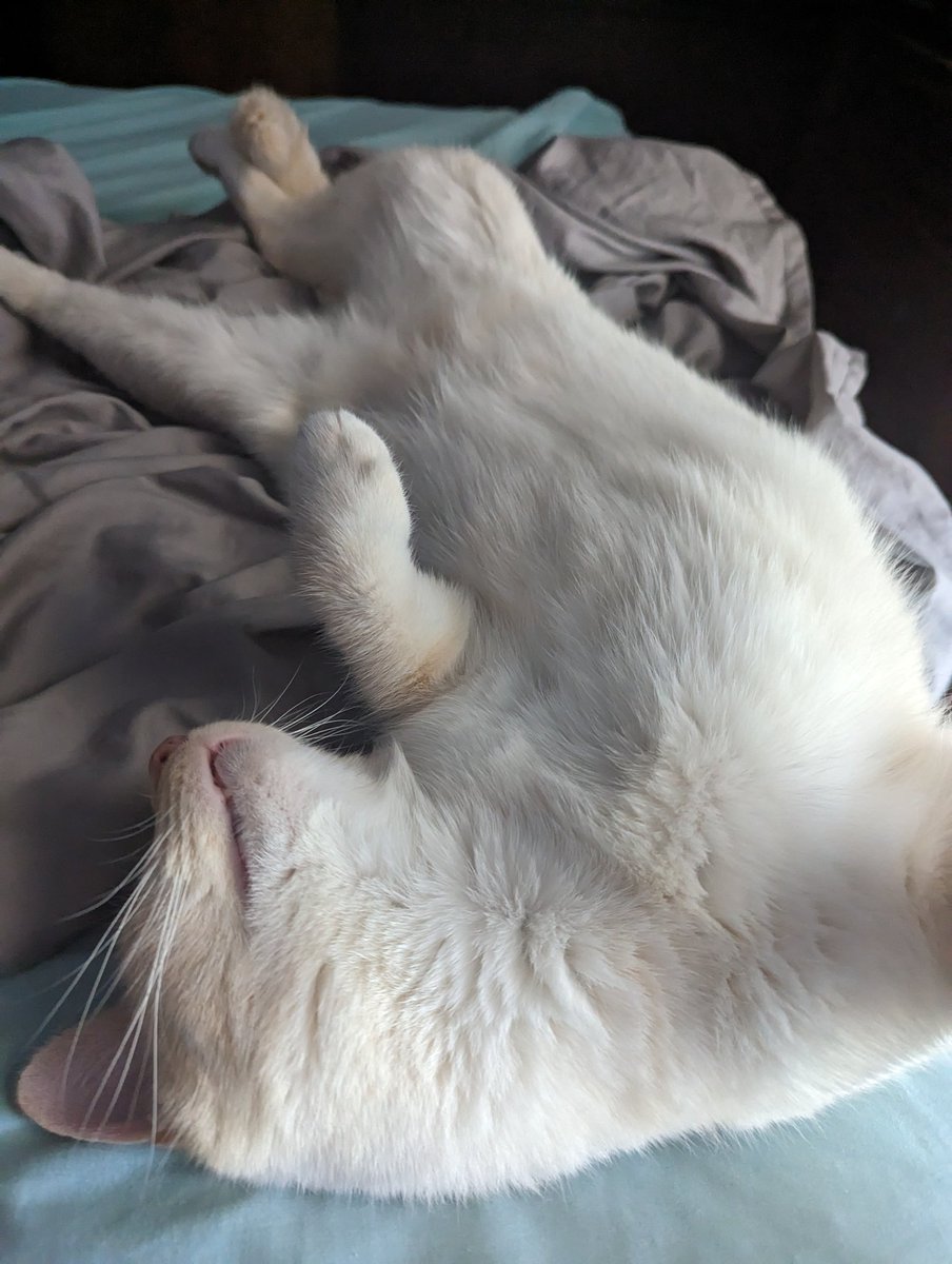 latkitten's tweet image. Belly up🆙⤴️