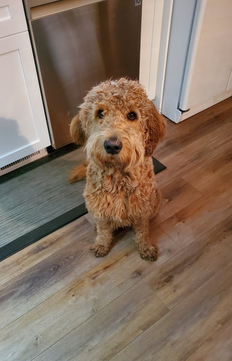 TeasersWorld's tweet photo. @StarkeyStardust @neiltyson @PaulMecurio I'm sure #goldendoodles would do just fine in space as well 🐕 https://t.co/bzdPLiR1ZD