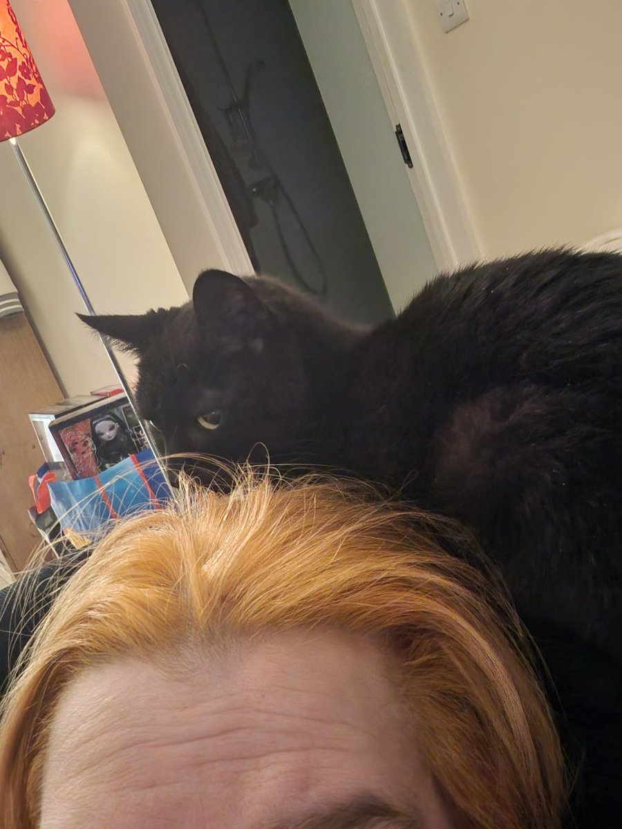 ThiefyThief's tweet photo. He littraly went to watch a bit of the Lets Play by @Jacksepticeye, before comeing back to lay with me xD dunno what to make of that lol 

#caturday #blackcatday #letsplay #resievil4 #jacksepticeyeletsplay https://t.co/n3kYOMSwX2