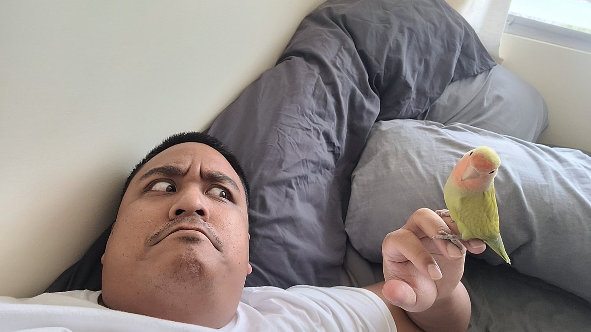 It's always a pivotal and exciting moment when your new bird gets comfy with you and starts stepping up onto your hands ☺️