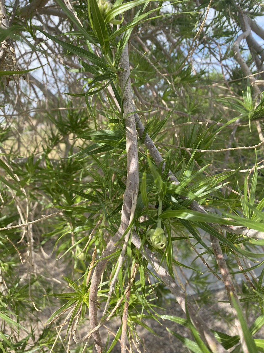 happy may 🤍✨🌿☁️
•
•
•
#newseason #springtime #spring #springaesthetic #ladybug #nature #naturephotography #springinspo #mindfulness #happy #may #lasvegas