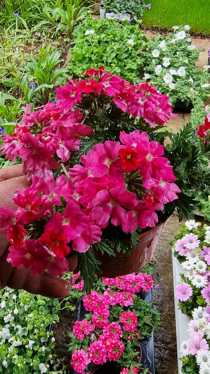 ShedPlant's tweet photo. Life begins the day you start a garden. 

 Chinese proverb https://t.co/lfQSXnJPN3