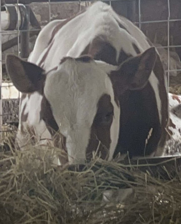 turf_player's tweet photo. Who needs a cow picture after going broke today?! https://t.co/qvSqCQGLGx